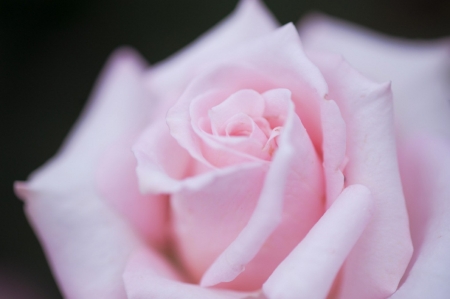 â™¥ - nature, flower, photography, soft