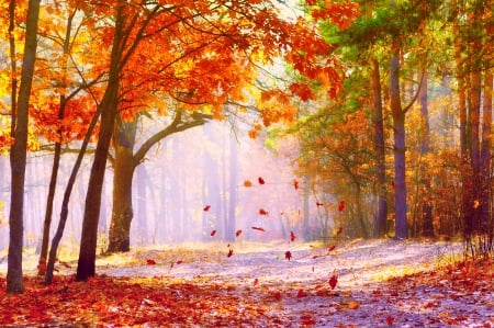 â™¥ - nature, autumn, trees, photography