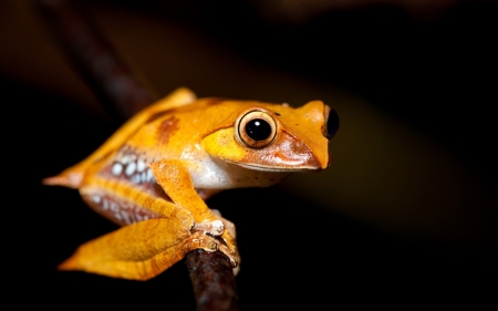 Frog - animal, black, amphibian, frog, orange