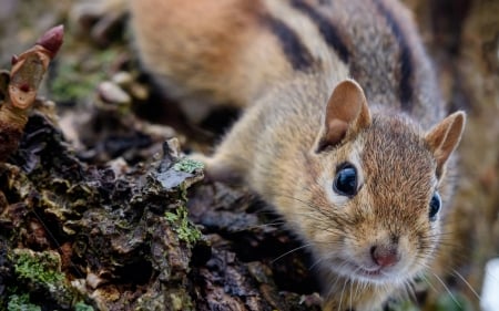 Chipmunk - veverita cu falcute, chipmunk, animal, squirrel, cute