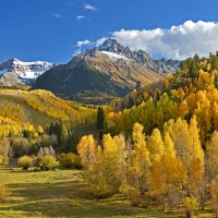 Yellow Forest Mountain