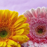 Gerbera Pink & Gold