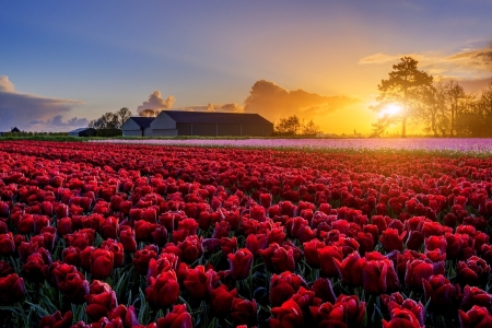 Tulips Field at Sunset - holland, tulips, trees, nature, spring, field, farm