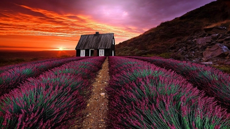 Sunset Over The Lavender Field - house, sunlight, blossoms, lavender, landscape, grass, flowers, sunset, nature, field, farm