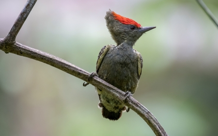 Woodpecker - woodpecker, ciocanitoare, bird, pasare