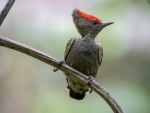 Woodpecker