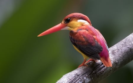 Ruby kingfisher - bird, ruby, kingfisher, cute, pasare, pink