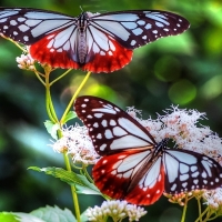 Butterflies on Flowers