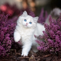 Cute White Kitten