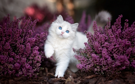 Cute White Kitten - nature, cat, ragdoll, flowers, bushes, kitten