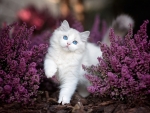 Cute White Kitten