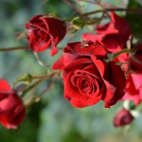 Bunch of Red Roses