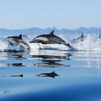 Dolphins Flock Jump Water