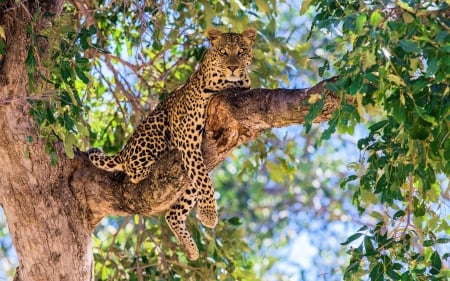 Hangin' up - nature, predator, leopard, cat, branch, leaves, tree