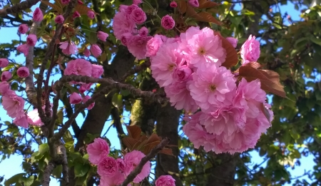 Cherry Blossom - Tree, Cherry Blossom, Flowers, Spring