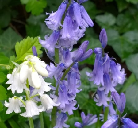 Bluebell Mix Spring - bluebell, flowers, blue, spring