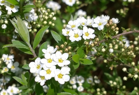 Bridal Bush - Bush, Spring, Bridal Bush, White Flowers