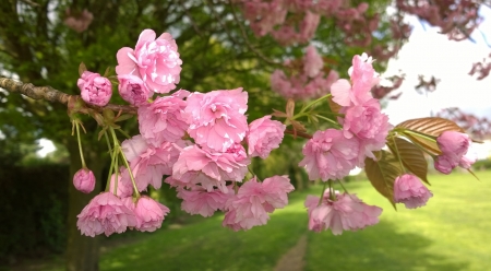 Cherry Blossom Branch - cherry blossom, tree, spring, cherry blossom tree