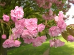 Cherry Blossom Branch