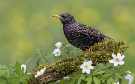 Starling - bird, black, starling, white, green, pasare, flower