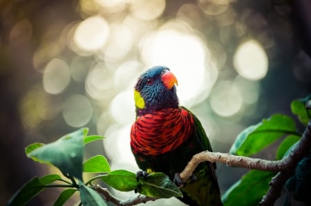 Parrot - red, pasare, bird, parrot, bokeh, papagal, green