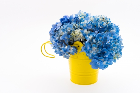 Hydrangea - white, summer, card, flower, yellow, blue, hydrangea