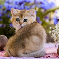 Cute Kitten