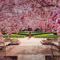 Cherry Blossom in National Mall (Washington DC)