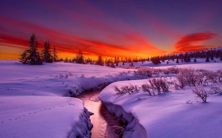 Creek in a Snow Covered Forest - horizon, streams, creek, snow, sunrise, forest, nature, freezing, arctic, sky