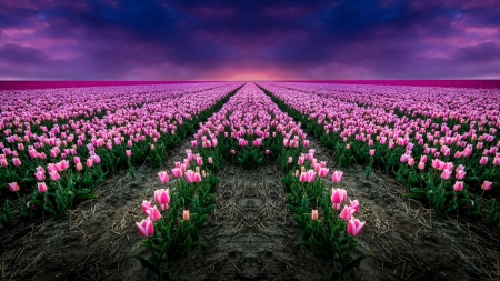 Endless Tulips Field