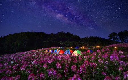 Flowers Field Under Starry Skies - nature, sky, star, camping, trees, forest, flowers, starry