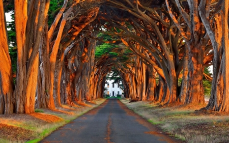 End To The House - Trees, Nature, House, Road