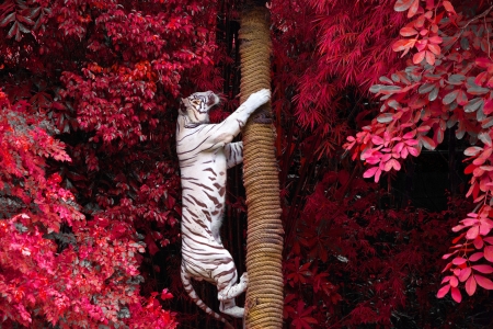 White Tiger - white, tiger, rare, leaves, tree, white tiger