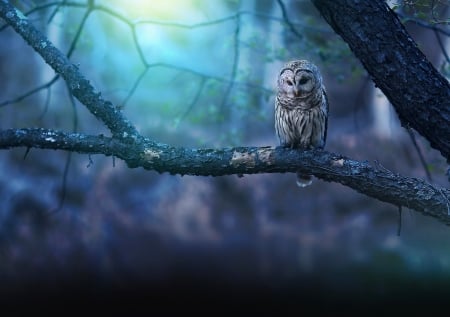 Owl - art, background, animal, tree, wallpaper, owl, fantasy