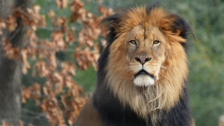 Lion - lion, animal, leu, autumn