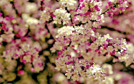 Spring - white, pink, blossom, flower, spring