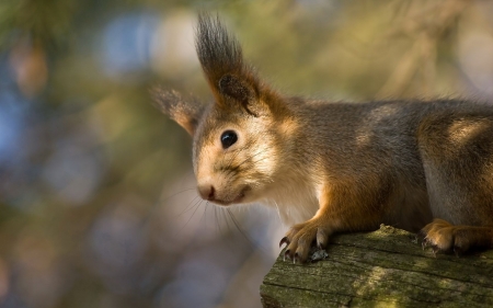 Squirrel - cute, animal, squirrel, veverita