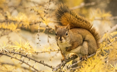 Squirrel - flower, animal, squirrel, cute, spring, yellow, veverita