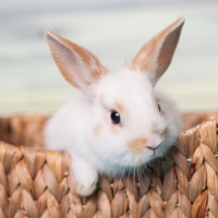 Bunny
