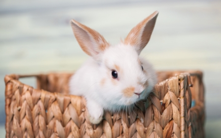 Bunny - easter, basket, rabbit, rodent, animal, cute, bunny