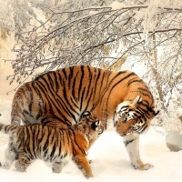 Mother tiger with her cub