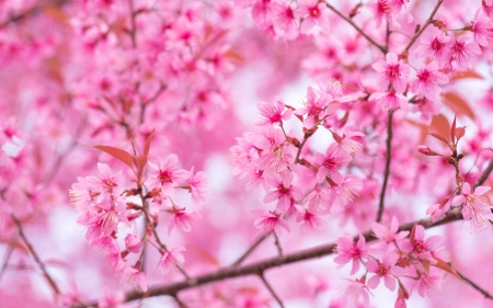 Spring - sakura, pink, blossom, spring, flower