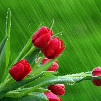 Tulips in the rain