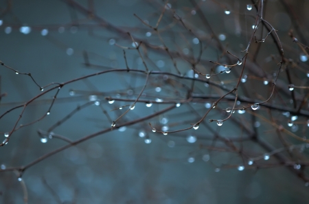 After the rain - branch, blue, water drops, autumn, rain, spring