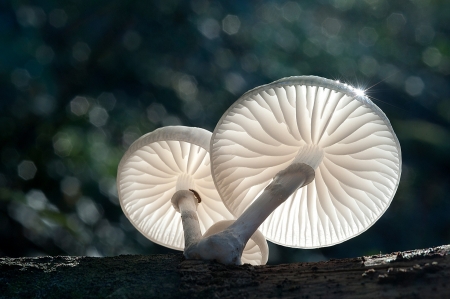 Mushrooms - white, green, mushroom, forest