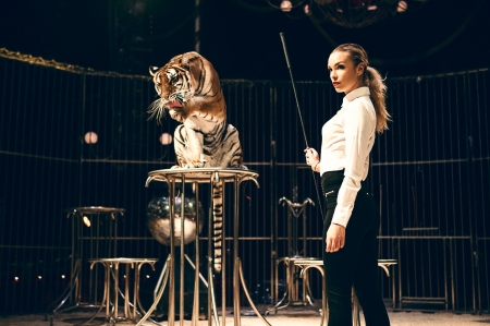 The taming of the tiger - woman, girl, tigru, tiger, circus