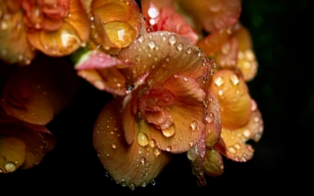 Begonia - begonia, yellow, water, black, drops, flower