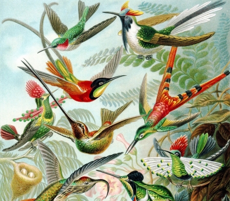 Hummingbirds - bird, colibri, pictura, red, green, painting, pasare, hummingbird, art