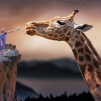 Feeding The Giraffe