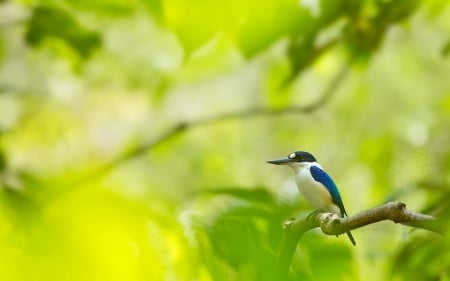 Bird - bird, pasare, green, blue